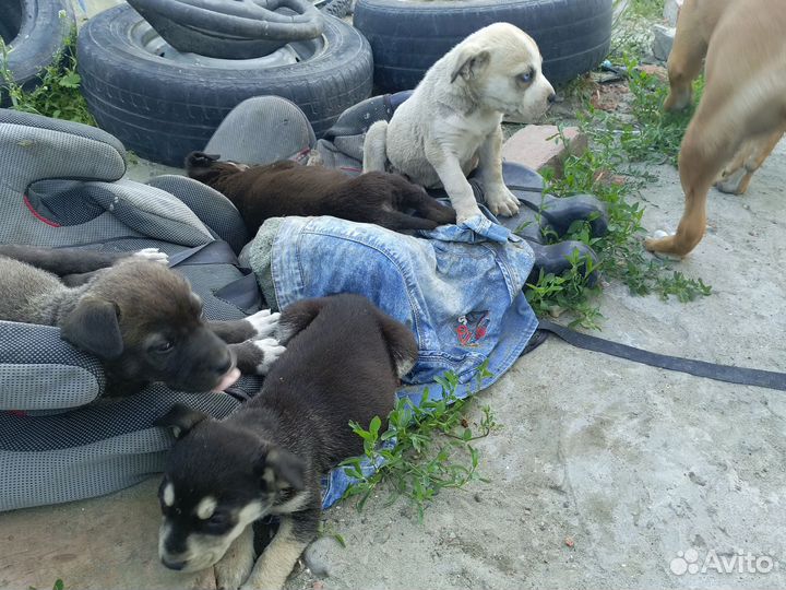 Отдам в добрые руки