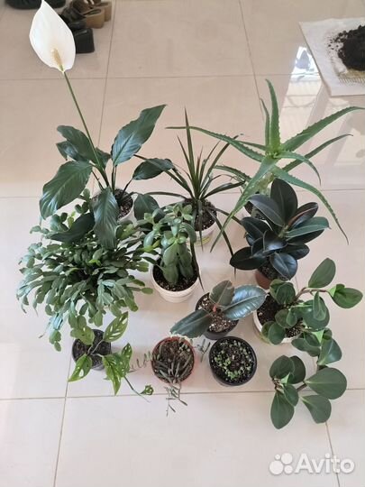 Комнатные растения цветы