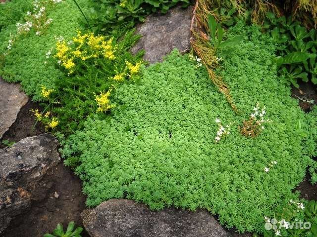 Почвопокровное, малина Абрикосовая