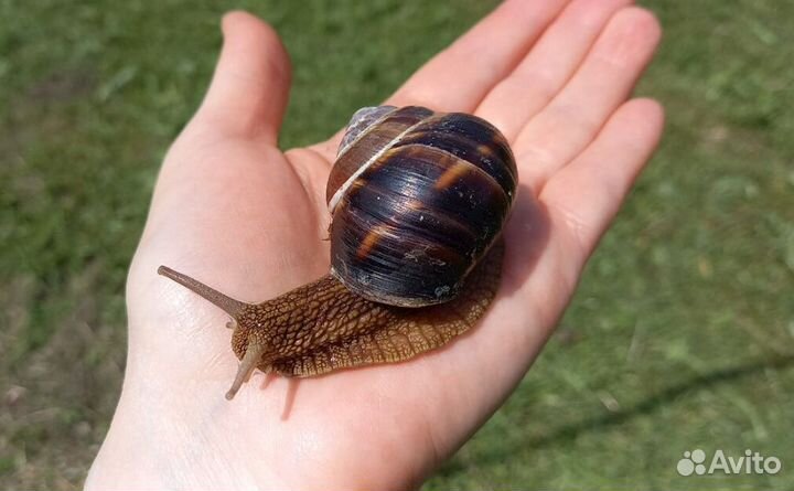 Улитки виноградные цена