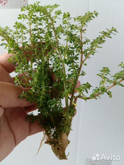 Комнатные растения