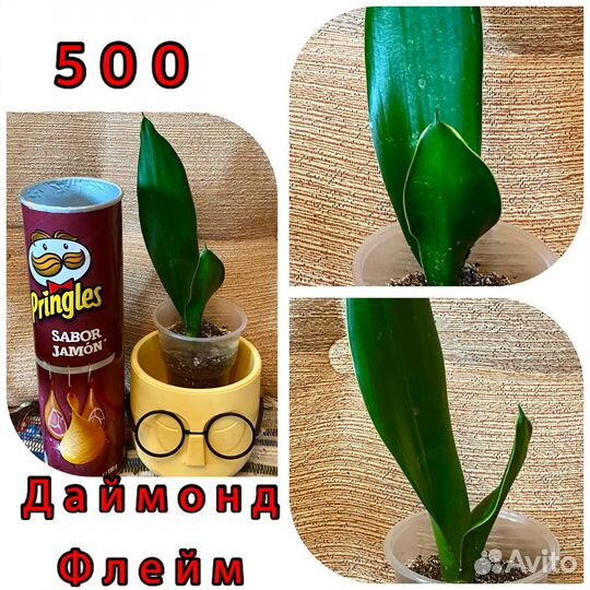 Сансевиерия Ханни Голд,Сноу Вайт,Даймонд флейм