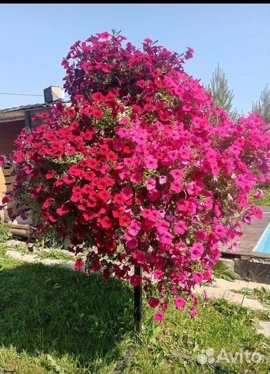 Дерево для петуний