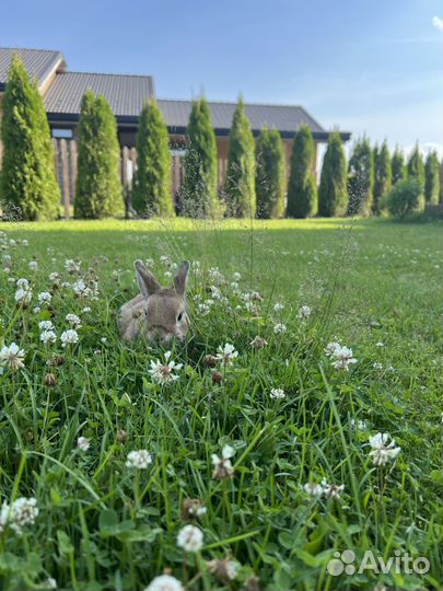 Декоративные кролики