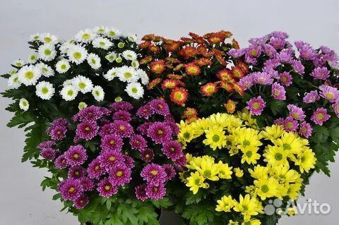 Кактусы, эхинантус,калы, алой вера