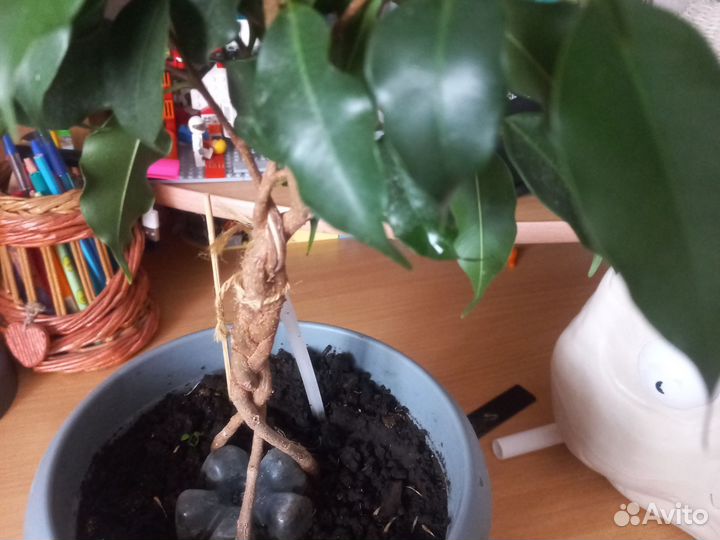 Фикус бенджамина