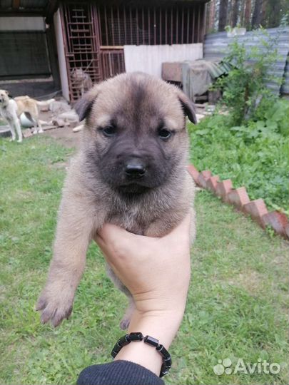 Помесь шарпея