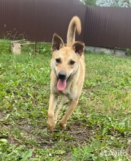 Не крупной собачке Гере нужен Дом