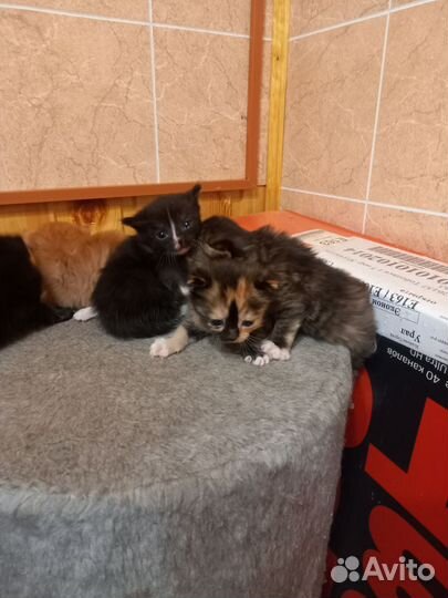 Отдам котят в добрые руки
