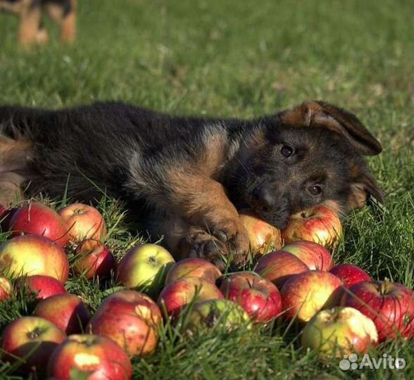 Немецкая овчарка