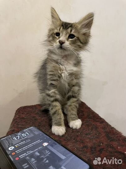 Кот Котенок Мальчик