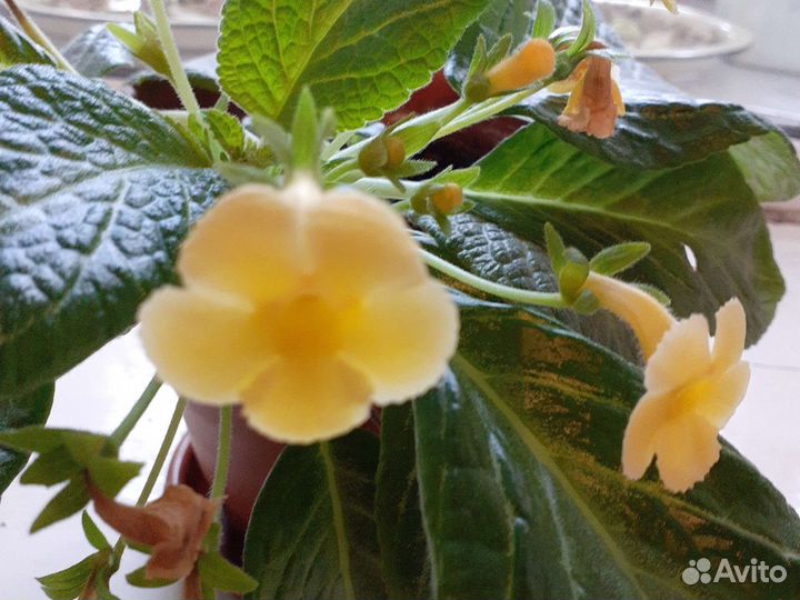 Спатифиллум