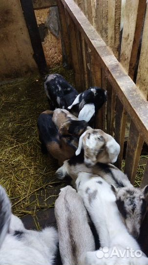 Нубийские козлики зааненские