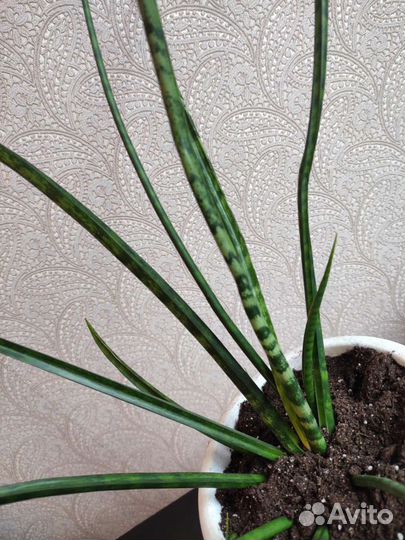 Сансевьерия, остролистная. Грациозная