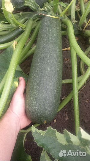 Продукты питания