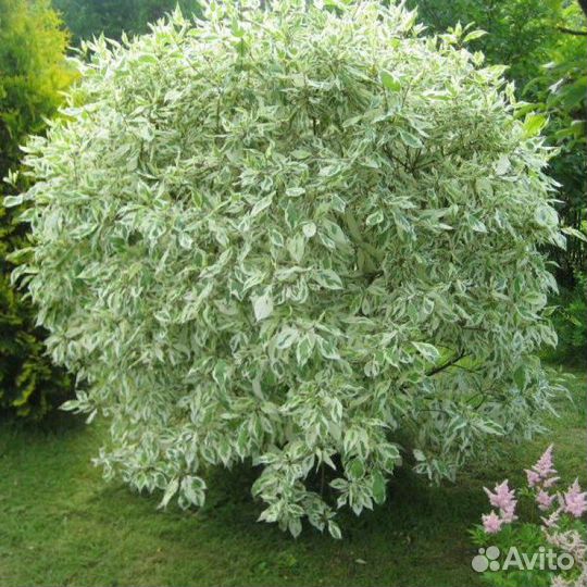 Дерен элегантиссима