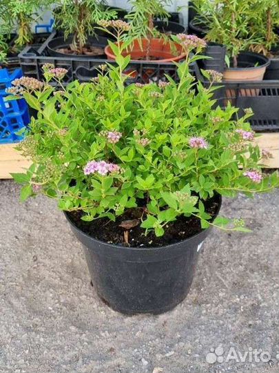 Спирея Литл принцесс