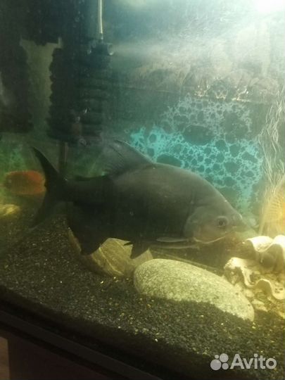 Аквариумные рыбки