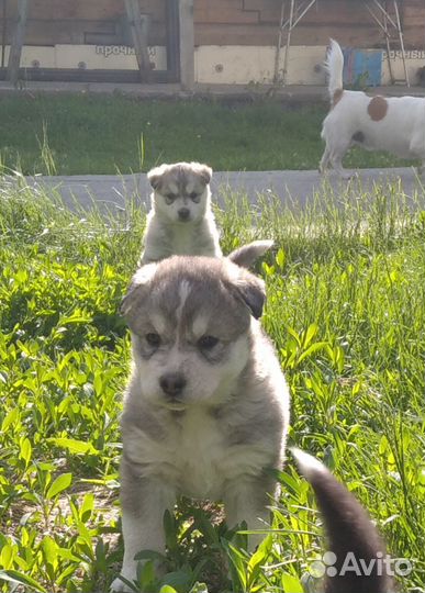 Сибирский хаски