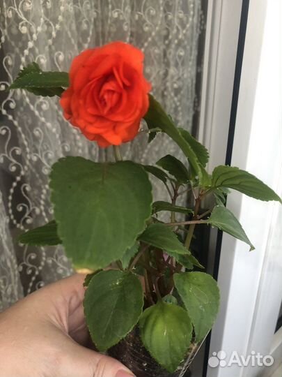 Комнатные цветы