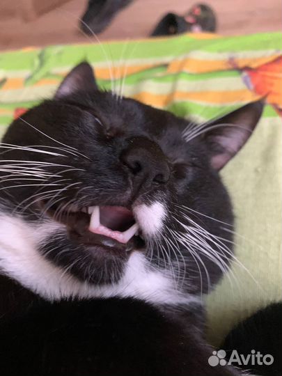 Котик Килька