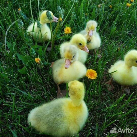 Живая птица