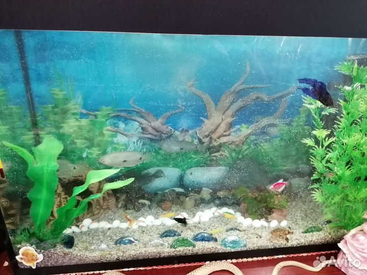 Аквариум