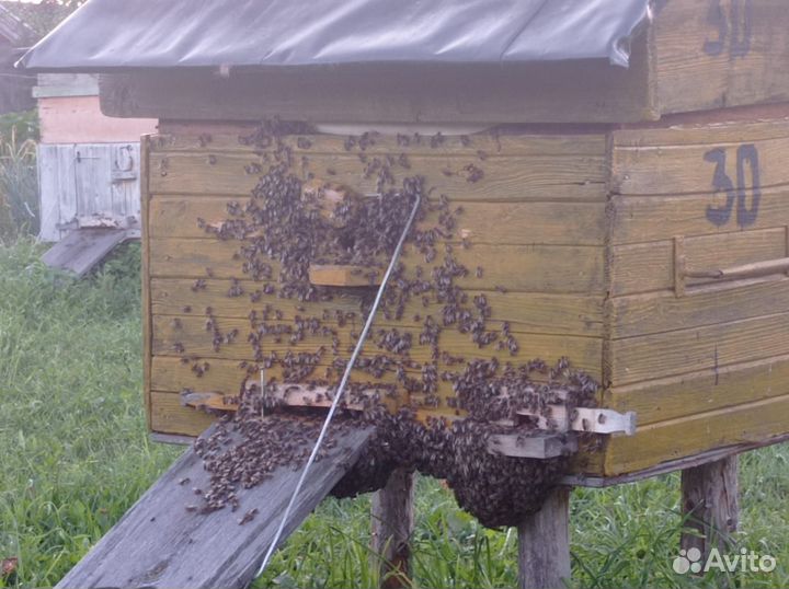 Пчелы с ульями