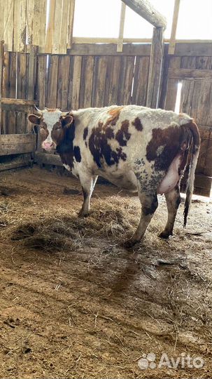 Высокоудойные коровы, тёлки