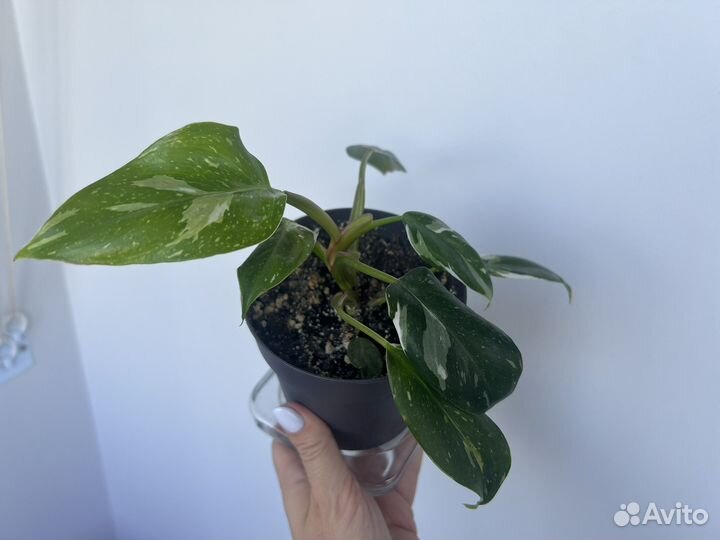 Филодендрон Вайт Визард White Wizard