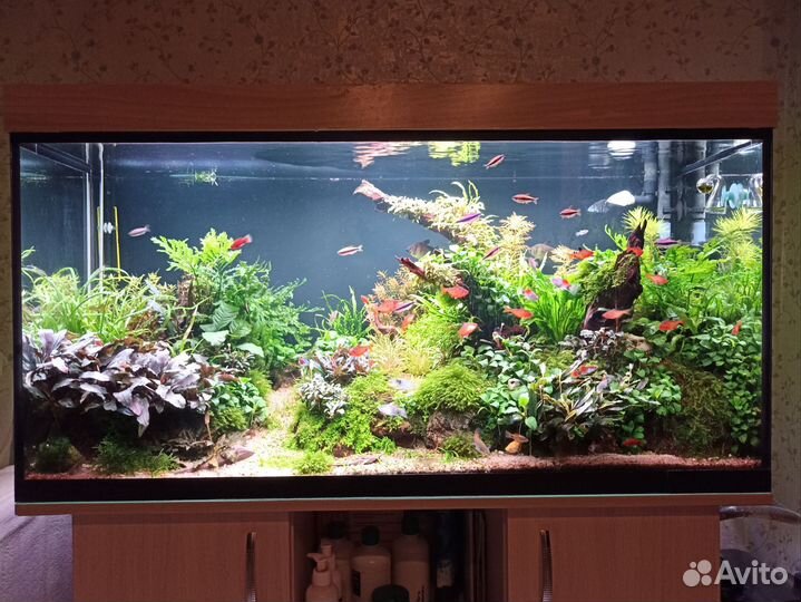 Аквариумные растения