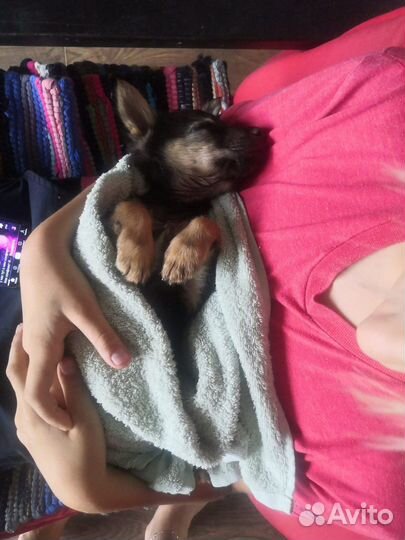 Щенок в добрые руки