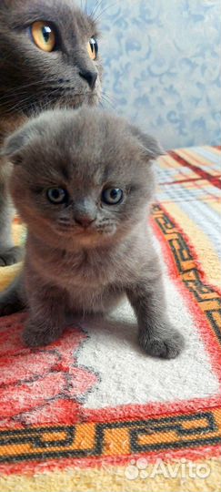 Шотландские котята