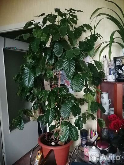 Кофе Аравийский