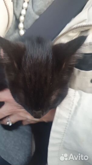 Спасите котенка