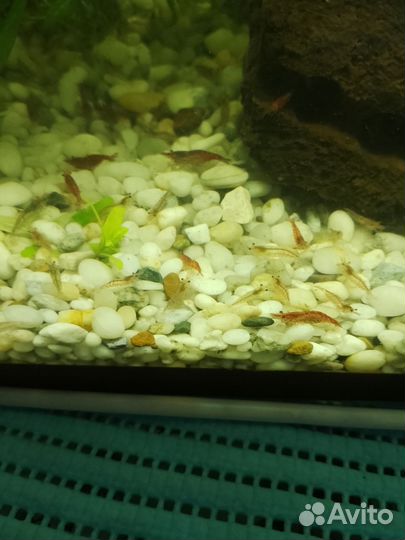 Аквариумные креветки вишня и растения