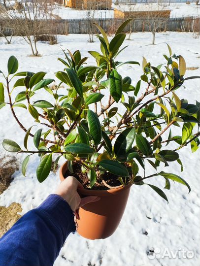 Фикус эластика каучуконосный мелани (черенки)