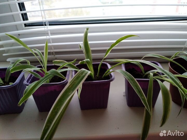 Хлорофитум