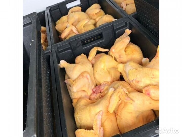 Куры бройлеры мясо