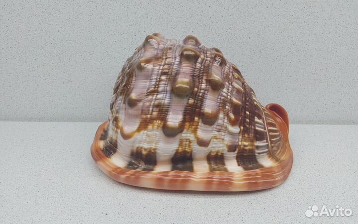 Руфа 15 морская ракушка раковина