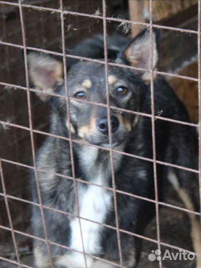 Леся ищет дом