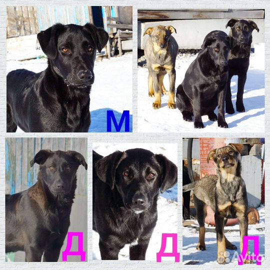 Щенок в добрые руки бесплатно