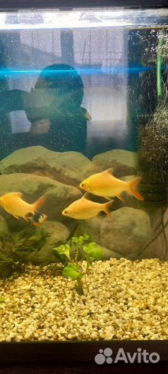 Аквариумные рыбки