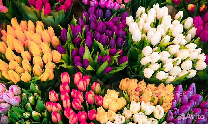 Тюльпаны оптом / Тюльпаны к 8 марта