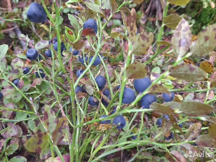 Ягоды голубика свежие.заказы на стопе