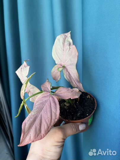 Сингониум pink neon