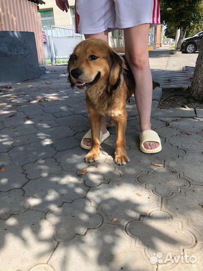 Фокс метис спаниеля