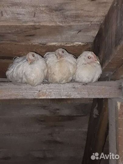 Куры, цыплята хайсекс браун, белый леггорн