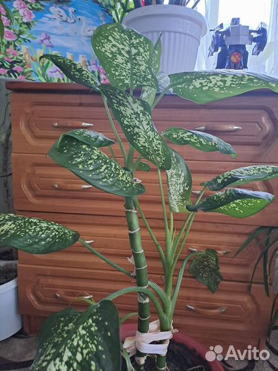 Диффенбахия