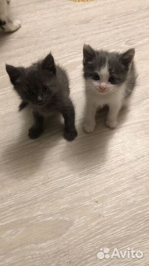 Котята в добрые руки бесплатно